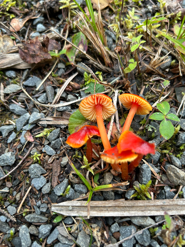 Waxcaps