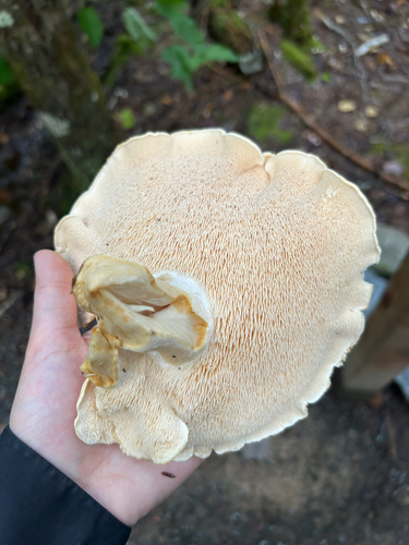 Wood Hedgehog