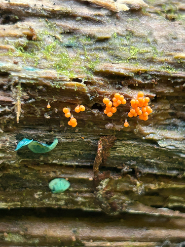 salmon-eggs