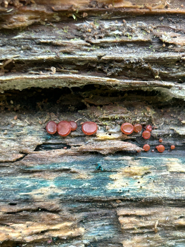Ascocoryne