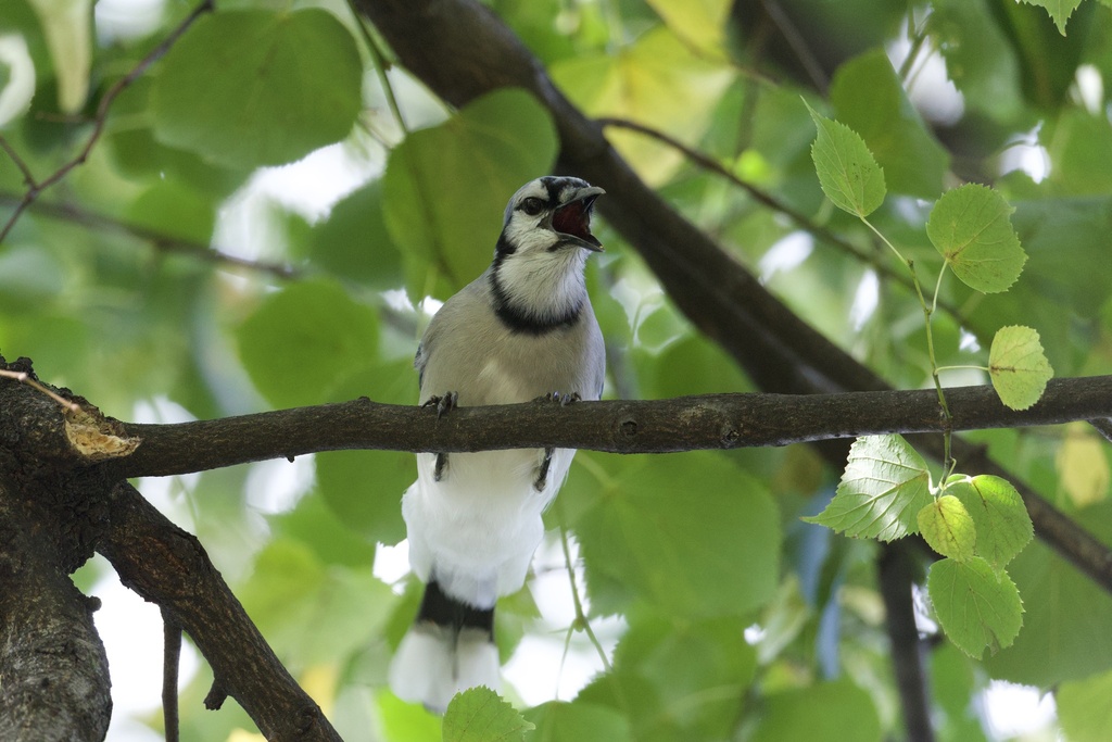 Blue Jay