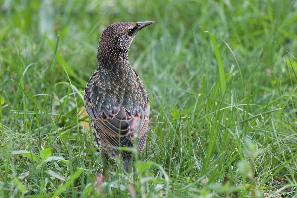 European Starling