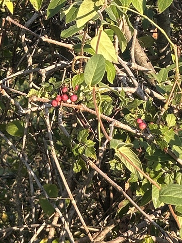 peppervine