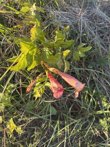 American trumpet vine