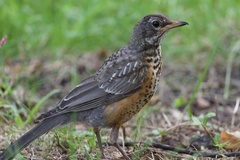 American Robin