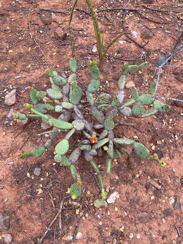 Tacinga subcylindrica