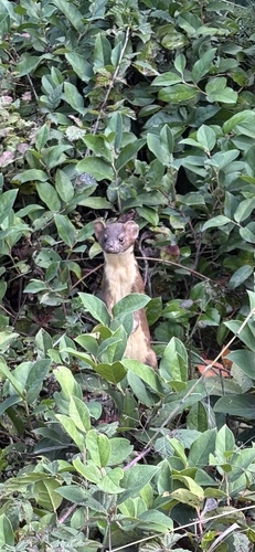 Long-tailed Weasel