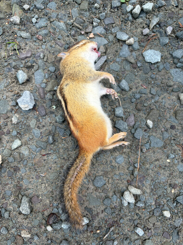 Eastern Chipmunk