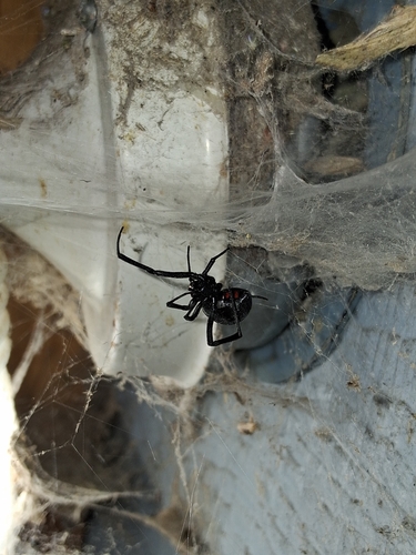 Western Black Widow
