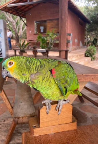 Turquoise-fronted Amazon