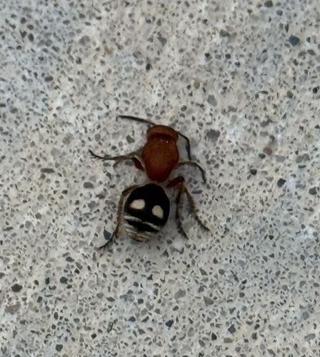 Four-spotted Velvet Ant
