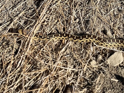 Pacific Gopher Snake