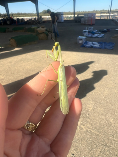 Arizona Mantis