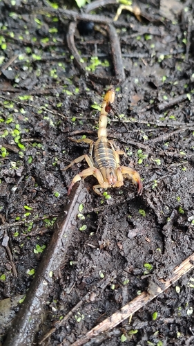 Centruroides tecomanus (Centruroides tecomanus)