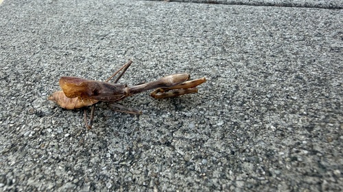 Arizona Mantis