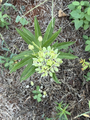 green antelopehorns