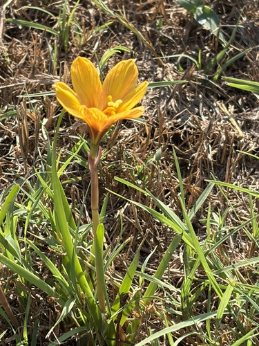 Rio Grande copper lily