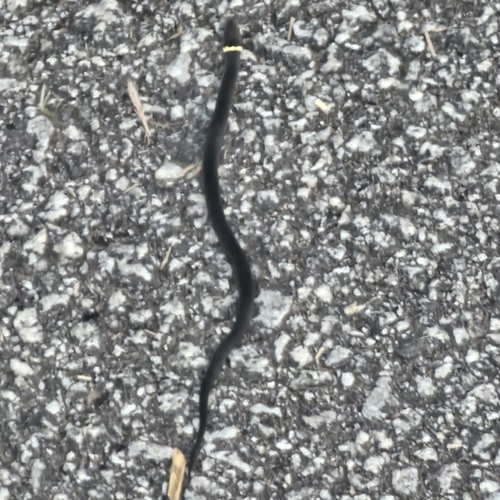 Ring-necked Snake