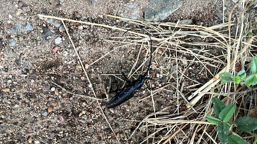 Solitary Black Bycid