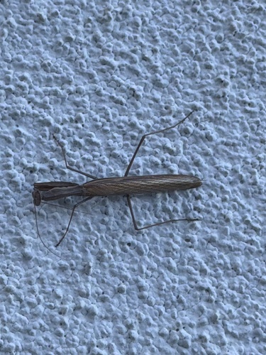 European Mantis