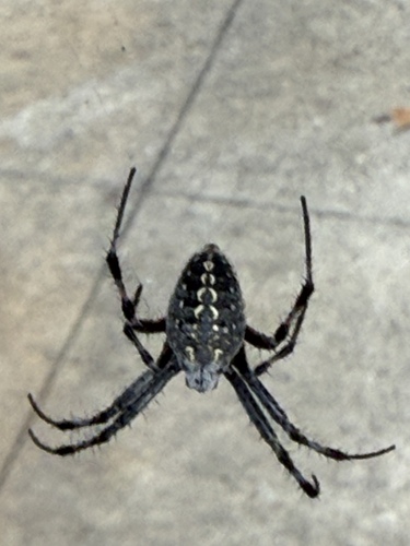Western Spotted Orbweaver