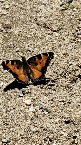 California Tortoiseshell