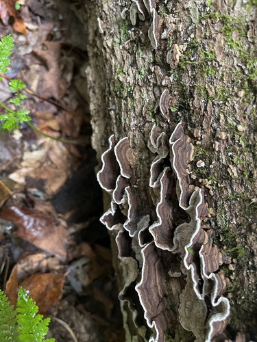 Common Mazegill