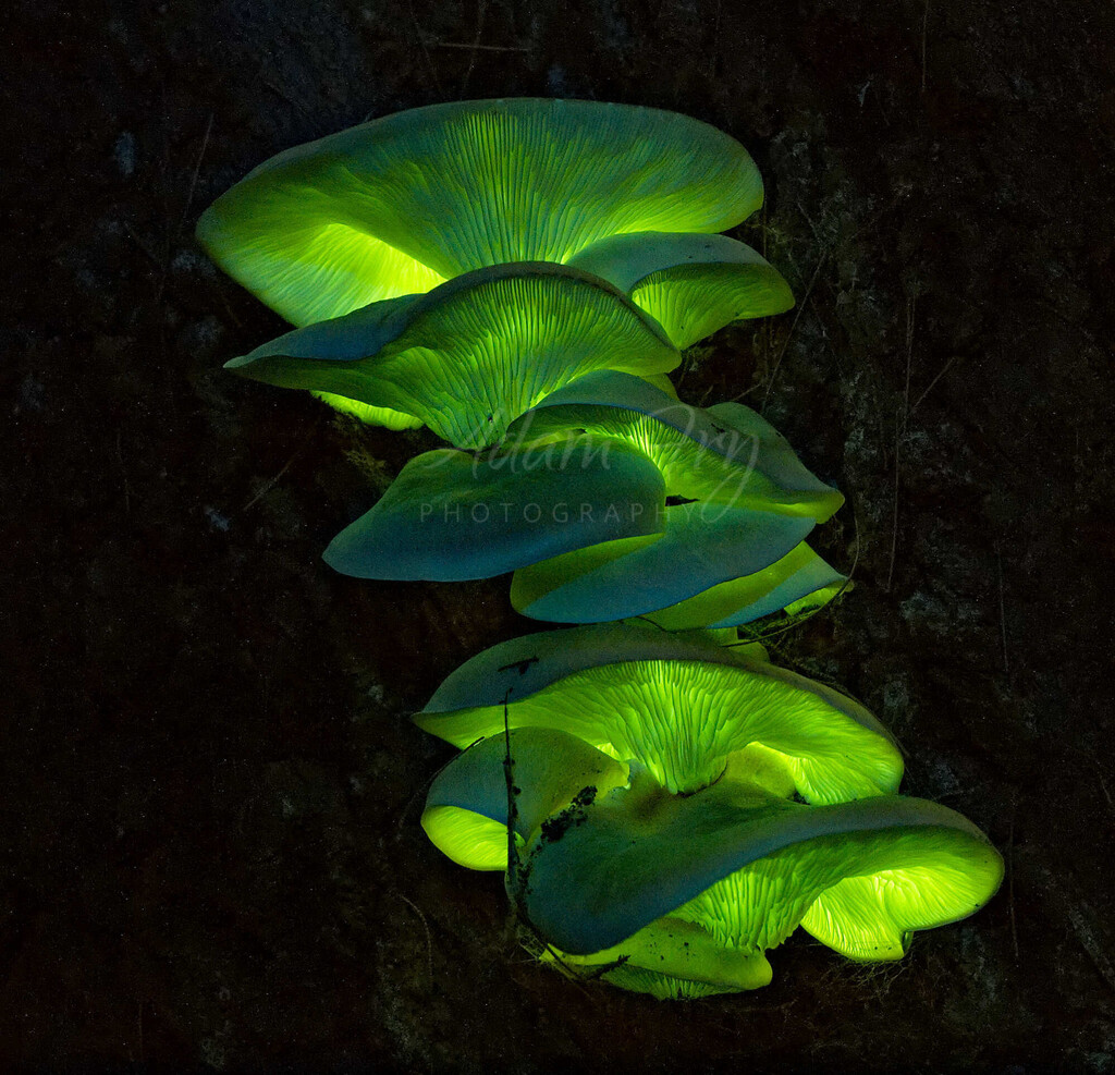 Nature photography of luminescent mushrooms (Omphalotus nidiformis) clustered on dark bark or wood.