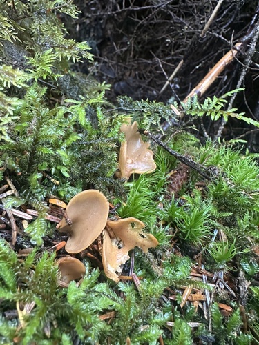 hare's ear