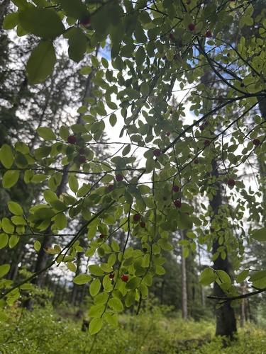Red Huckleberry