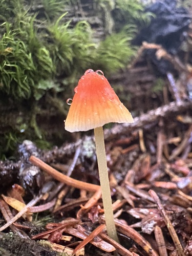 tangerine bonnet