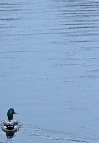 Mallard