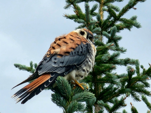 American Kestrel
