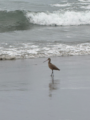 Marbled Godwit