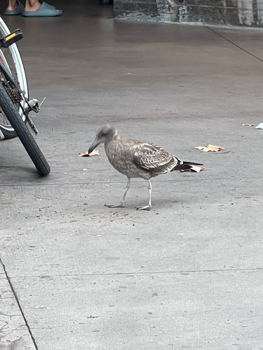 Western Gull