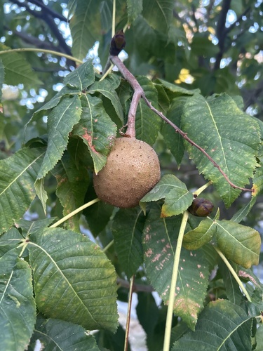 California buckeye
