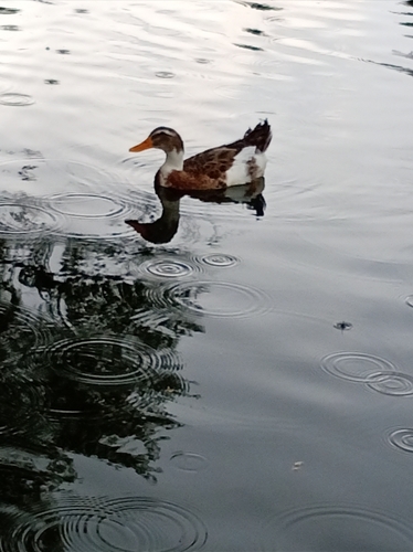 Domestic Mallard