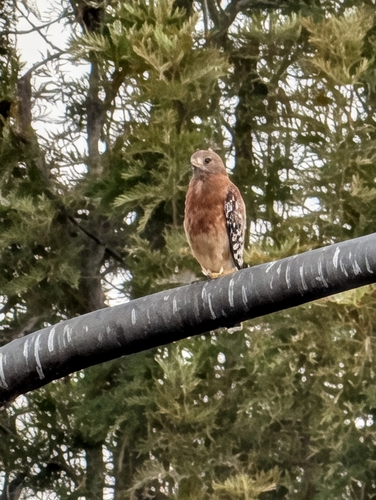 Red-shouldered Hawk
