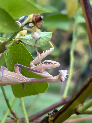 Arizona Mantis
