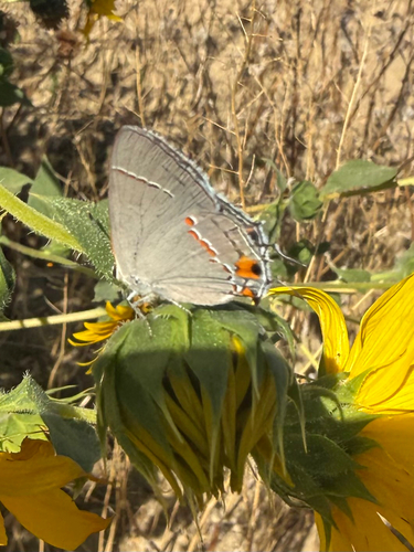 Gray Hairstreak