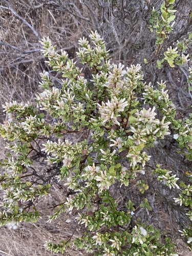coyote brush