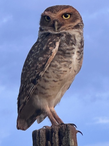 Burrowing Owl