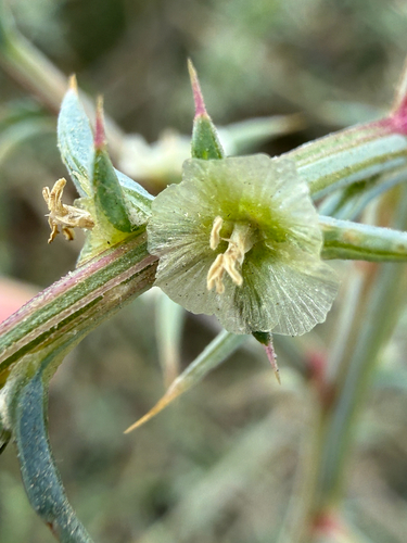 Southern Russian Thistle