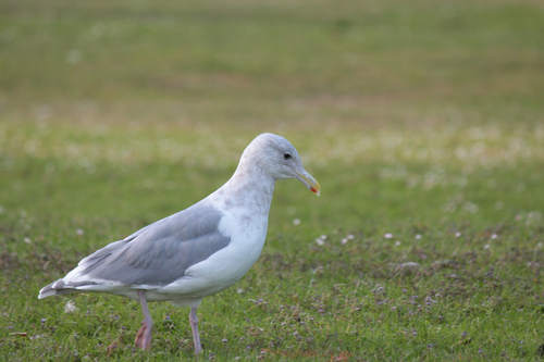 Glaucous-winged Gull