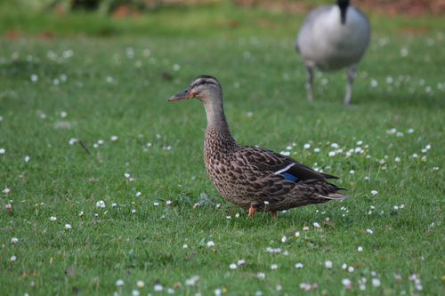 Mallard