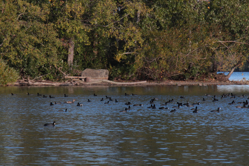 American Coot