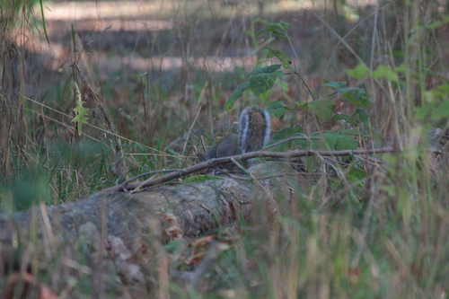 Eastern Gray Squirrel