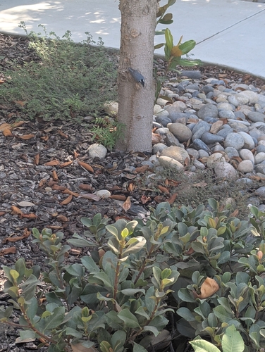 Red-breasted Nuthatch