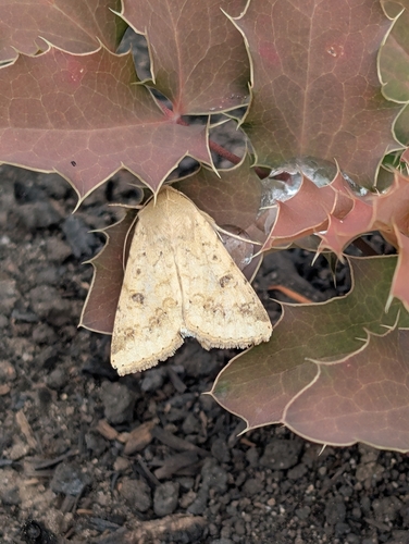 Corn Earworm Moth