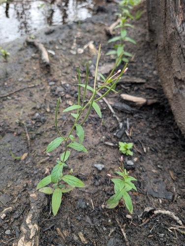 fringed willowherb